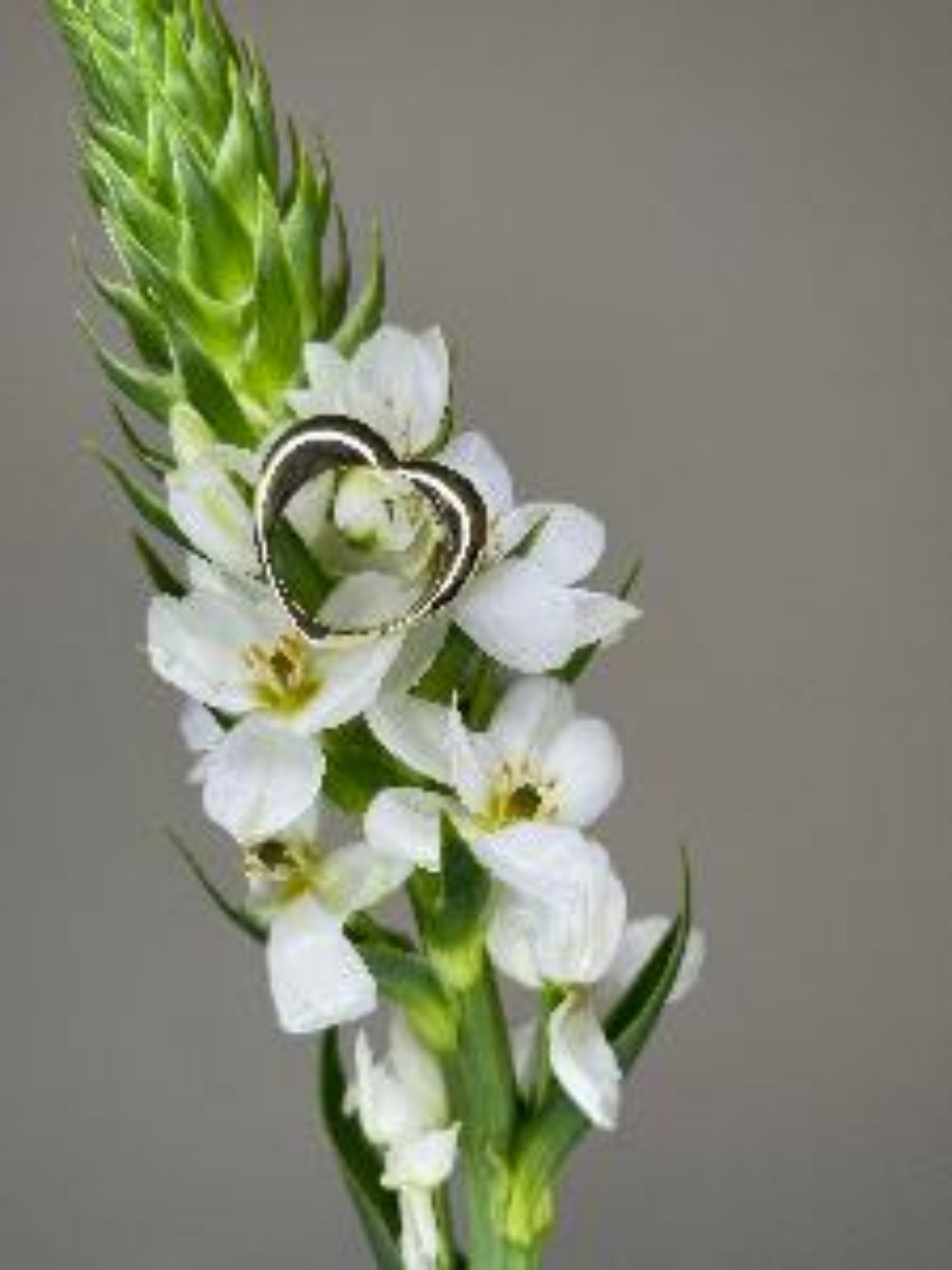 טבעת לב חלקה Éternal Heart